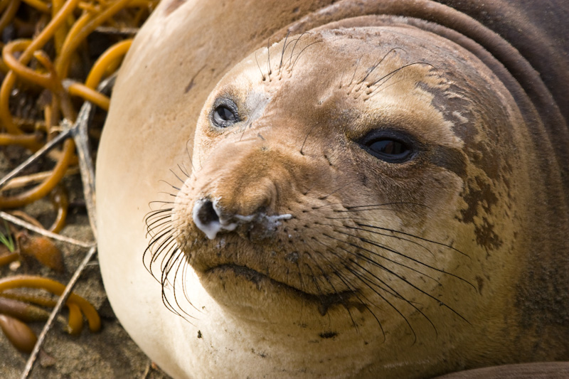 Northern Elephant Seal